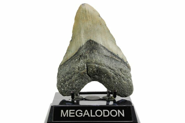 Fossil Megalodon Tooth - North Carolina #361718